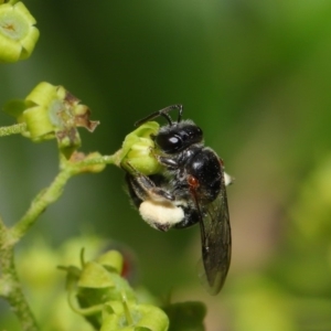 Leioproctus (Leioproctus) launcestonensis at Hackett, ACT - 22 Nov 2019