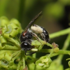 Leioproctus (Leioproctus) launcestonensis at Hackett, ACT - 22 Nov 2019