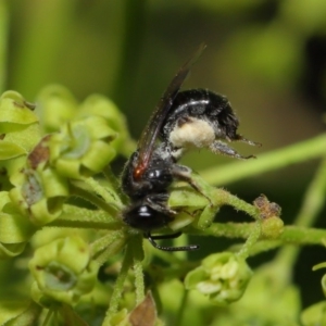 Leioproctus (Leioproctus) launcestonensis at Hackett, ACT - 22 Nov 2019 12:06 PM