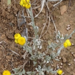 Chrysocephalum apiculatum (Common Everlasting) at Saint Marks Grassland - Barton ACT - 12 Oct 2019 by JanetRussell