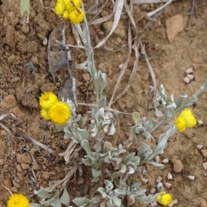 Chrysocephalum apiculatum at Saint Marks Grassland - Barton ACT - 12 Oct 2019