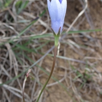 Wahlenbergia stricta subsp. stricta (Tall Bluebell) at Saint Marks Grassland - Barton ACT - 12 Oct 2019 by JanetRussell