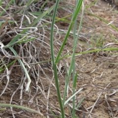 Wahlenbergia stricta subsp. stricta at Saint Marks Grassland - Barton ACT - 12 Oct 2019