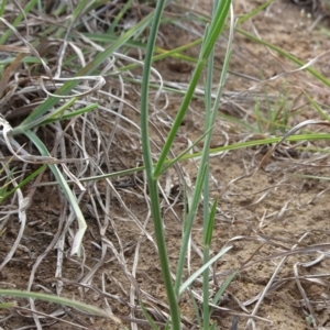 Wahlenbergia stricta subsp. stricta at Saint Marks Grassland - Barton ACT - 12 Oct 2019