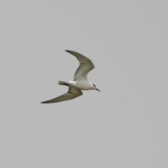 Chlidonias hybrida at Fyshwick, ACT - 22 Nov 2019