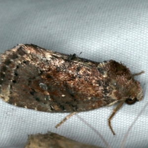 Elusa semipecten at Rosedale, NSW - 15 Nov 2019 10:44 PM