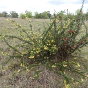 Grevillea sp. at Saint Marks Grassland - Barton ACT - 12 Oct 2019 02:21 PM