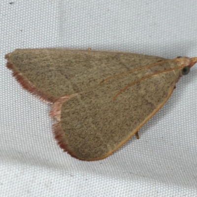 Ocrasa acerasta (A Pyralid moth) at Rosedale, NSW - 15 Nov 2019 by jb2602