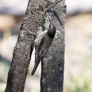 Cormobates leucophaea at Point 5826 - 25 Aug 2019