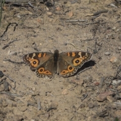 Junonia villida (Meadow Argus) at Bruce Ridge to Gossan Hill - 25 Aug 2019 by AlisonMilton