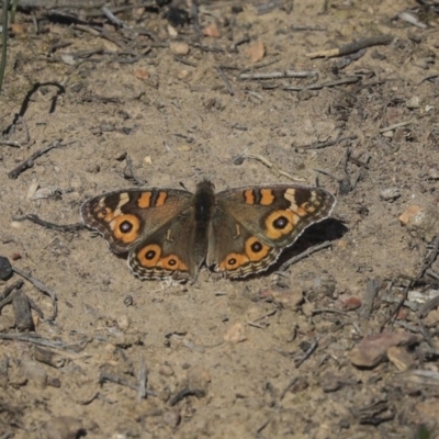 Junonia villida (Meadow Argus) at Bruce, ACT - 25 Aug 2019 by AlisonMilton