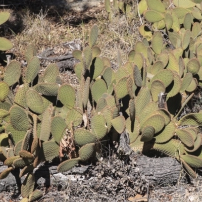 Opuntia rufida (Blind Cactus) at Bruce, ACT - 25 Aug 2019 by AlisonMilton