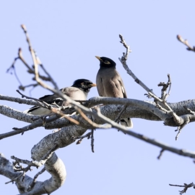 Acridotheres tristis (Common Myna) at Flea Bog Flat to Emu Creek Corridor - 25 Aug 2019 by AlisonMilton