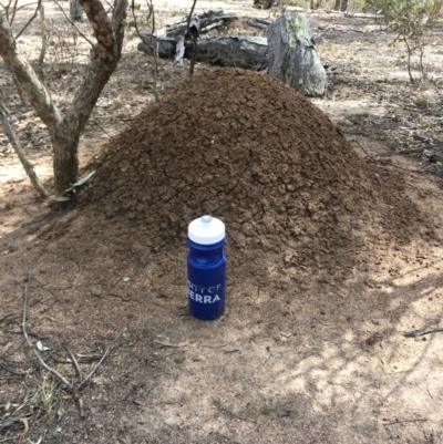 Nasutitermes exitiosus (Snouted termite, Gluegun termite) at Booth, ACT - 23 Nov 2019 by rhyshardy