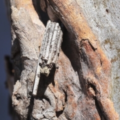 Clania ignobilis (Faggot Case Moth) at Gossan Hill - 25 Aug 2019 by AlisonMilton
