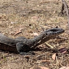 Varanus rosenbergi at Booth, ACT - 23 Nov 2019