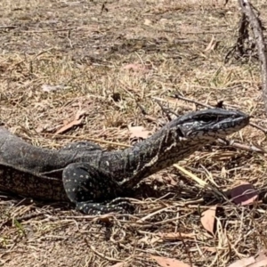 Varanus rosenbergi at Booth, ACT - 23 Nov 2019