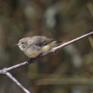 Acanthiza reguloides at Bruce, ACT - 25 Aug 2019 12:08 PM