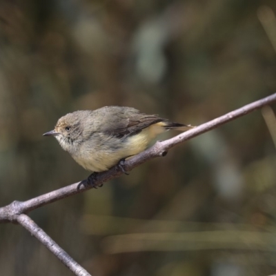 Acanthiza reguloides (Buff-rumped Thornbill) at Bruce, ACT - 25 Aug 2019 by Alison Milton