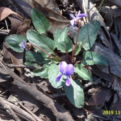 Viola betonicifolia (Mountain Violet) at Tennent, ACT - 15 Nov 2019 by GirtsO