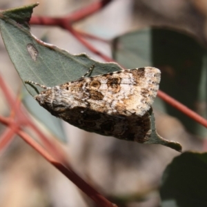 Heliothis punctifera at Hughes, ACT - 23 Nov 2019