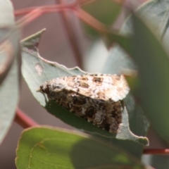 Heliothis punctifera at Hughes, ACT - 23 Nov 2019 12:35 PM