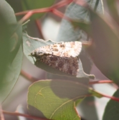 Heliothis punctifera at Hughes, ACT - 23 Nov 2019 12:35 PM