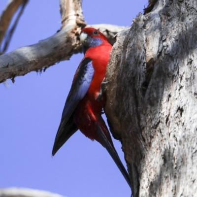 Platycercus elegans (Crimson Rosella) at Hawker, ACT - 4 Sep 2019 by AlisonMilton