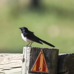 Rhipidura leucophrys (Willie Wagtail) at Hawker, ACT - 3 Sep 2019 by Alison Milton