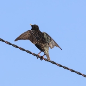 Sturnus vulgaris at Higgins, ACT - 4 Sep 2019 08:07 AM