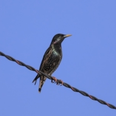 Sturnus vulgaris at Higgins, ACT - 4 Sep 2019 08:07 AM