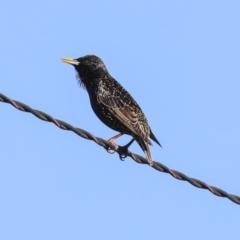 Sturnus vulgaris at Higgins, ACT - 4 Sep 2019 08:07 AM