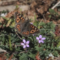 Junonia villida (Meadow Argus) at Dunlop, ACT - 4 Sep 2019 by AlisonMilton