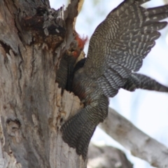 Callocephalon fimbriatum (Gang-gang Cockatoo) at Hughes, ACT - 23 Nov 2019 by LisaH