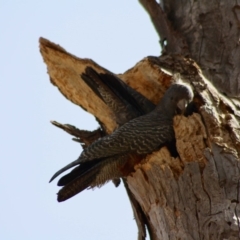 Callocephalon fimbriatum at Hughes, ACT - 23 Nov 2019