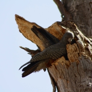 Callocephalon fimbriatum at Hughes, ACT - 23 Nov 2019