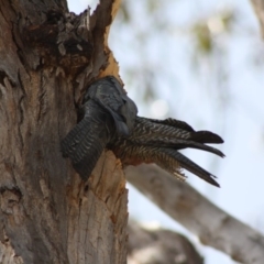 Callocephalon fimbriatum at Hughes, ACT - 23 Nov 2019