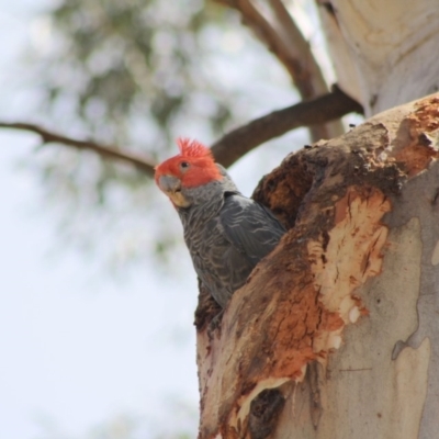 Callocephalon fimbriatum (Gang-gang Cockatoo) at Hughes, ACT - 23 Nov 2019 by LisaH