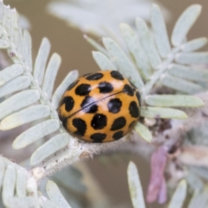 Harmonia conformis at Higgins, ACT - 6 Sep 2019