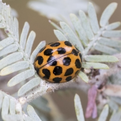 Harmonia conformis (Common Spotted Ladybird) at Higgins, ACT - 6 Sep 2019 by AlisonMilton