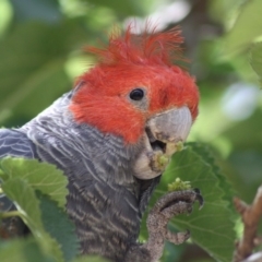 Callocephalon fimbriatum (Gang-gang Cockatoo) at Hughes, ACT - 23 Nov 2019 by LisaH