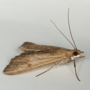 Uresiphita ornithopteralis at Kambah, ACT - 23 Nov 2019