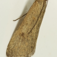 Uresiphita ornithopteralis at Kambah, ACT - 23 Nov 2019