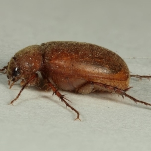 Melolonthinae sp. (subfamily) at Kambah, ACT - 23 Nov 2019