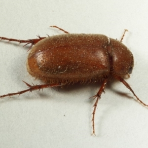 Melolonthinae sp. (subfamily) at Kambah, ACT - 23 Nov 2019