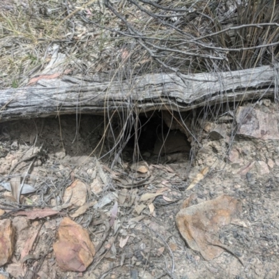 Tachyglossus aculeatus (Short-beaked Echidna) at Acton, ACT - 22 Nov 2019 by HelenCross