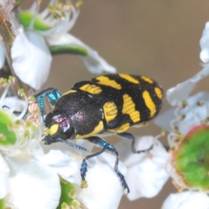 Castiarina octospilota at Lower Boro, NSW - 23 Nov 2019