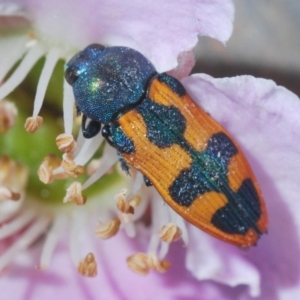 Castiarina hilaris at Lower Boro, NSW - 23 Nov 2019 09:57 AM