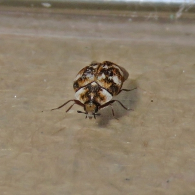 Anthrenus verbasci (Varied or Variegated Carpet Beetle) at Macarthur, ACT - 23 Nov 2019 by RodDeb