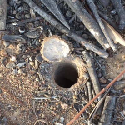 Lycosidae (family) (Wolf spider) at Griffith, ACT - 20 Nov 2019 by AlexKirk